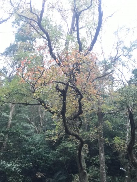 獅頭山、猿山、獅尾山三連走525800