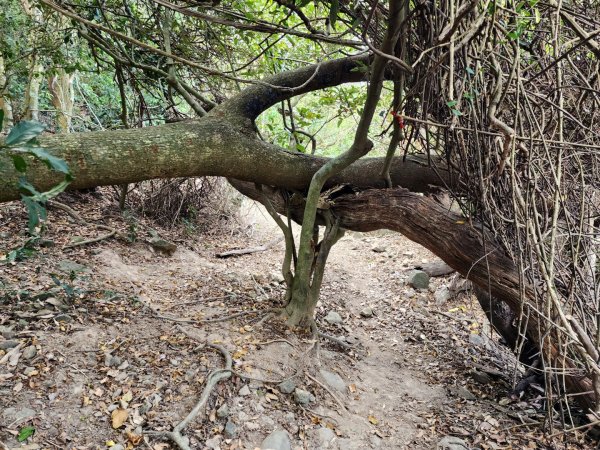小百岳No.81⛰大山母山2776403