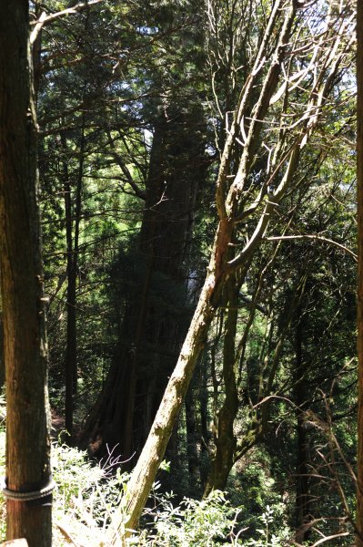 2013_0629_檜山巨木森林步道2174351