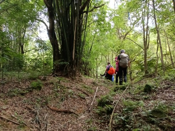 雙溪區大湖尾古道+灣潭古道O型2874801