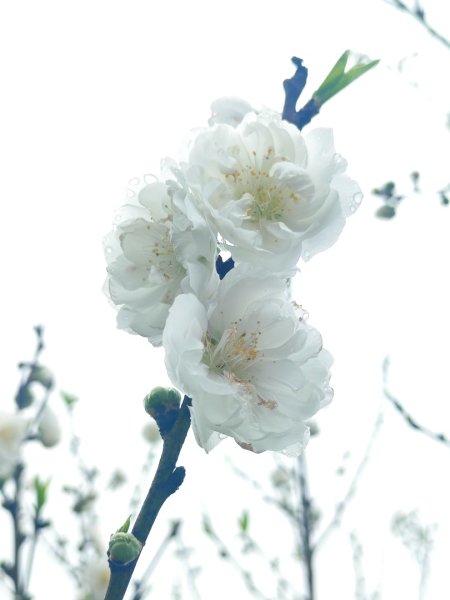 新店到貓空10K（台北天際線1部份路段）2993629