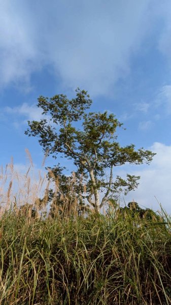 竹仔尖山步道3002523