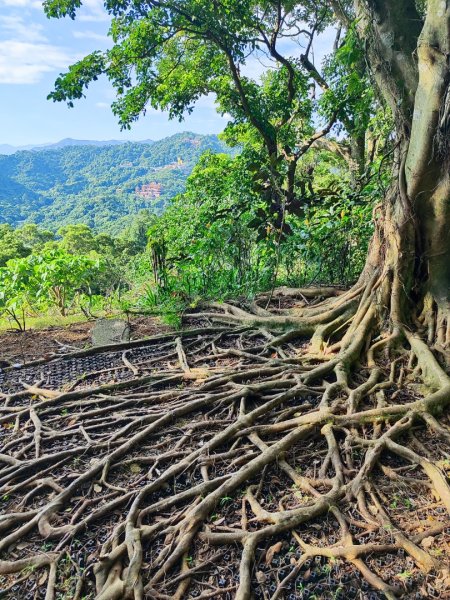 微笑山線之烘爐地土地公段2849187