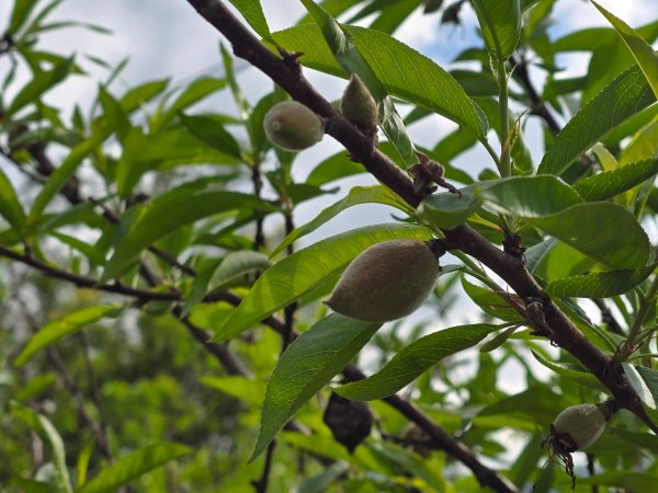 谷關七熊馬崙山2748816
