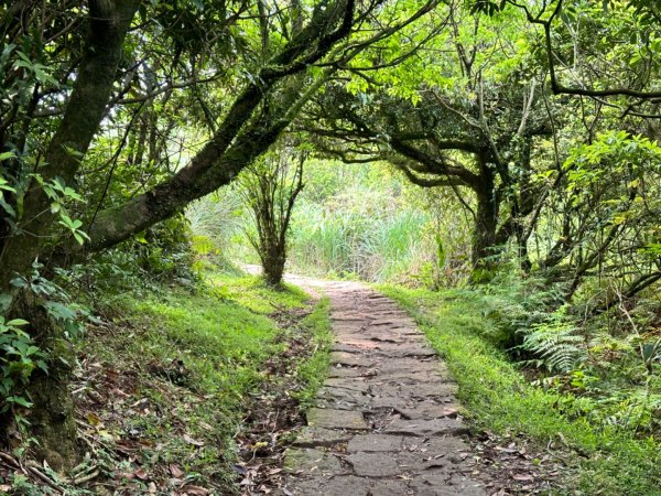 臺北大縱走第三段 小油坑》風櫃嘴2478300