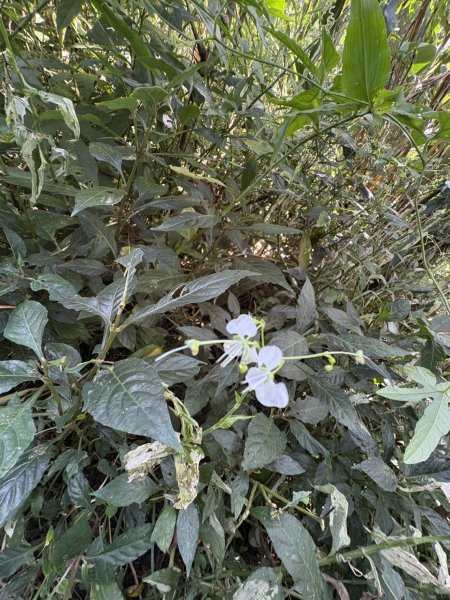 20251011台南刣牛湖山登山步道2915046