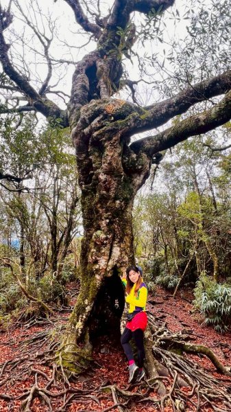 🌈12/28（日）北得拉曼神木+內鳥嘴山✨FB：熊熊趴爬走🌈2971286