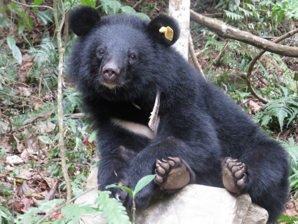 【保育】臺灣黑熊Mulas返抵山林紀錄片首映 救援野放歷程首度全公開