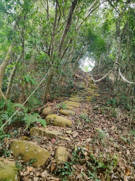 三義三通嶺-銅鑼杭菊（古道巡禮類環島小探險近25K）2957963