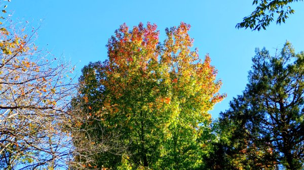 茨城縣出雲大社2929334