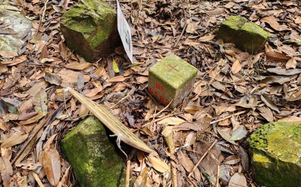 【中級山】有熊森林，谷關三雌白冷山2741097