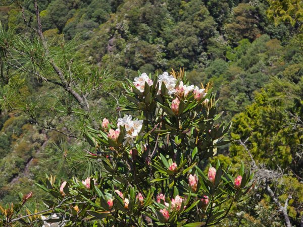 鳶嘴山杜鵑盛開2770241