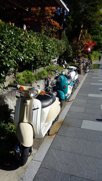 日本京都嵐山651856