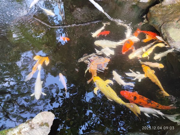 【臺北大縱走 1】二子坪遊客服務站→捷運關渡站2958140