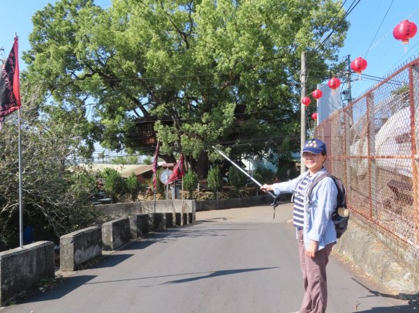 南投草尾嶺步道(賞血藤花)3031410