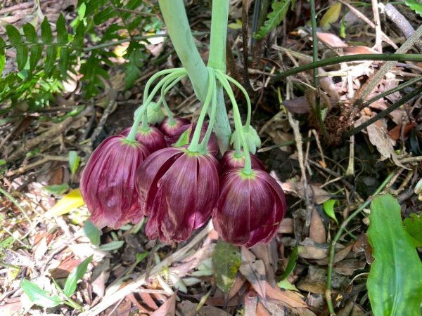 大屯西南稜-上大屯尋找八角蓮採野🥬-貴子坑連走六峰2756170