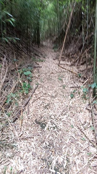 20250517 倒別牛-中坑山-飛鳳山 大O型2790397