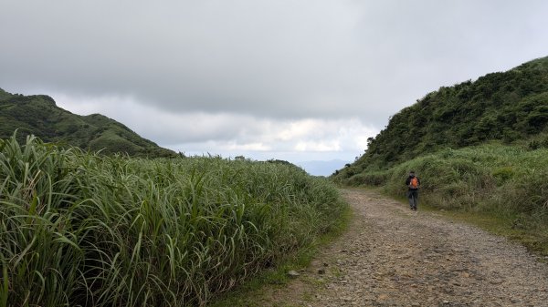 115.05.31燦光寮古道-草山-不厭亭之旅3067252