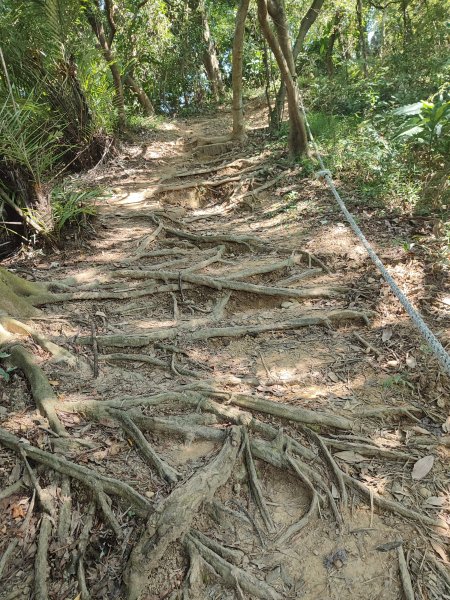 微笑山線：【大棟山系】百年大榕樹段2868488