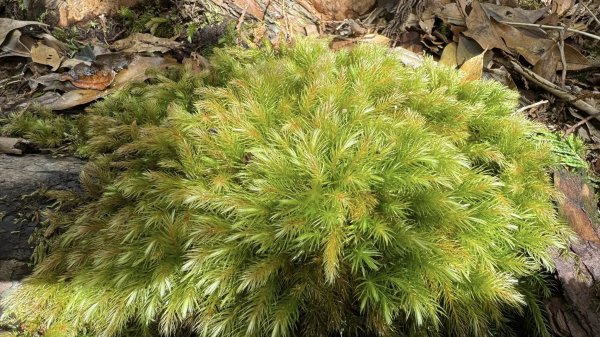 20250913小百岳三星山2885239