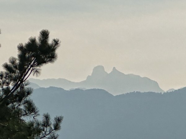 雪見 北坑山 大板根2459905