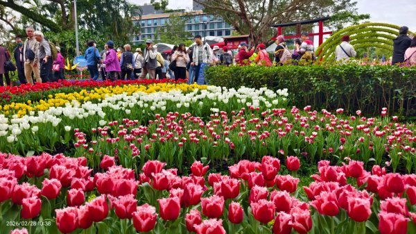 #士林官邸 #鬱金香 #中正紀念堂 #大漁櫻 2/283007885