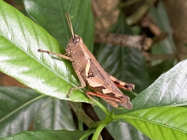 20251010高雄尾寮山-西北峰2913664