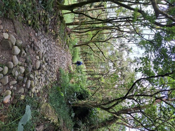 台南關子嶺枕頭山，大凍山，雞籠山步道3123308