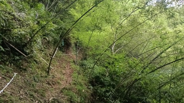 雙溪區烏山越嶺古道西段3073301