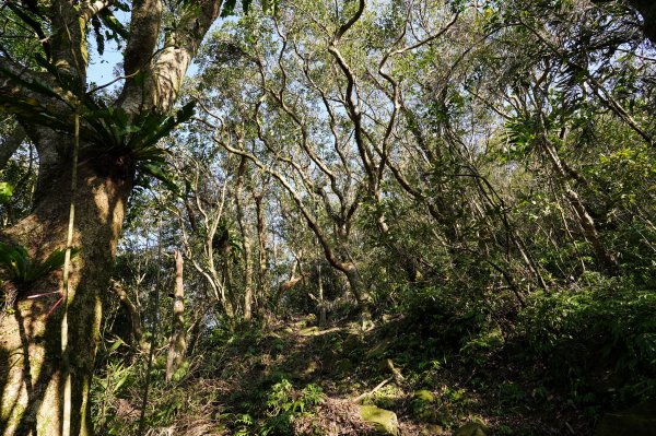 新北 新店 直潭山、二龍山2703906