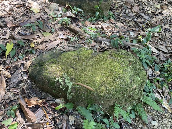 深坑 O 型環走｜大崎嶺步道・林家草厝・茶山古道・炮子崙瀑布（含冷門山徑）2895112