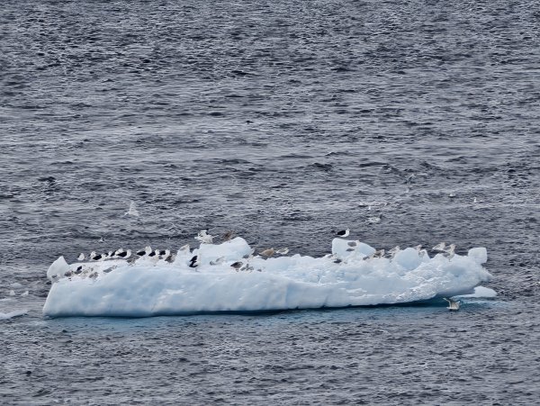 [紐約馬之行-27] 2025_1105 努克濱海木棧道(Nuuk Boardwalk)-下2947625