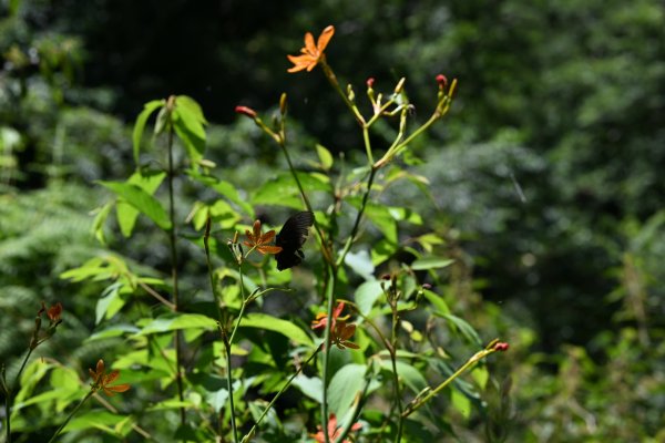 2025_0628 大羅蘭溪古圳步道(福山馬岸)2825230