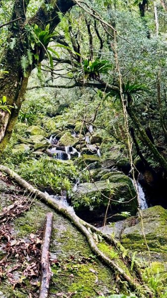 卡保石壁一葉蘭（耘夢谷上逐鹿山下O走）2809503