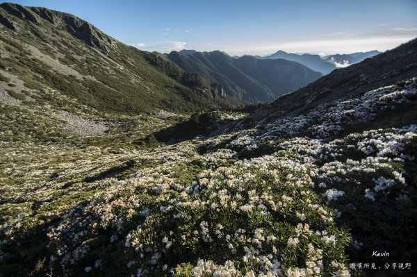 雪山圈谷杜鵑盛開49548