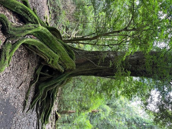 雪見大板根2877622