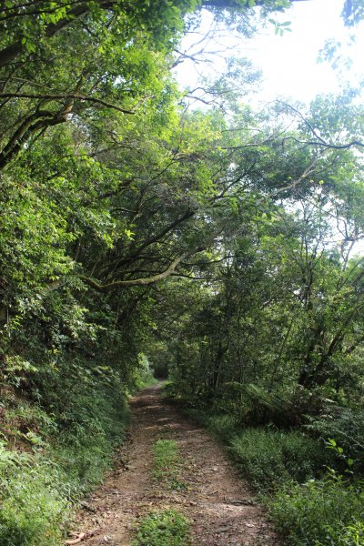 20200912高雄網子山鳴海山1098737