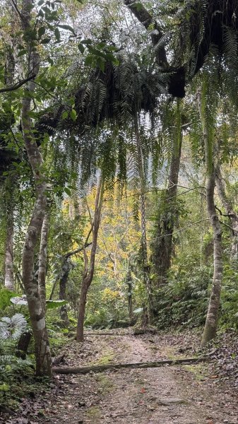 20260203小百岳月眉山鯉魚山2994870