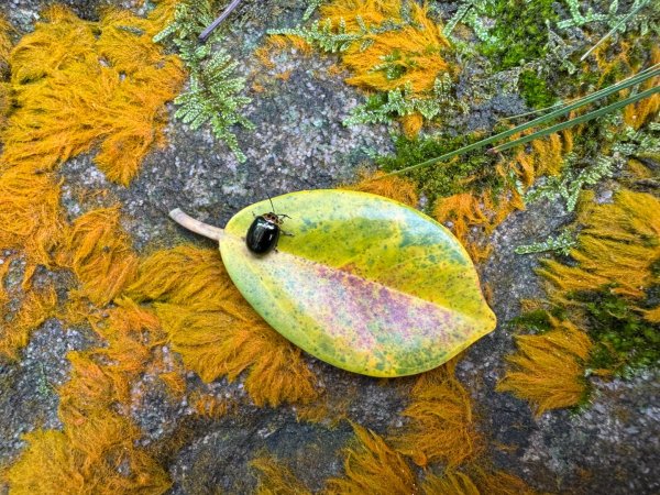 紫微聖母環山步道走六寮崙山與西南峰2989118