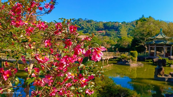 雙溪公園賞花&原住民公園落羽松&故宮1/142689940