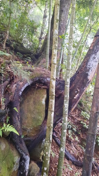 《雲林》望好望角｜石壁山嘉南雲峰步道(中側登山口）202506072805349