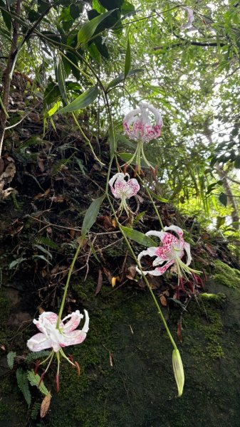 石壁上的花3111024