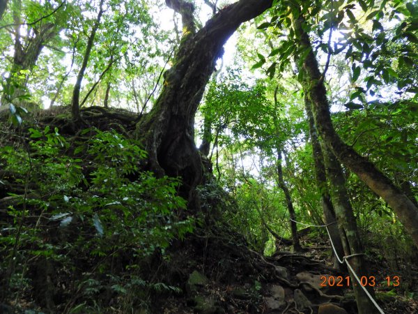 苗栗 南庄 加里山、哈堪尼山1304156