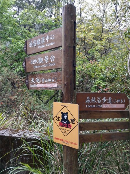 大雪山小神木步道+環站步道914517