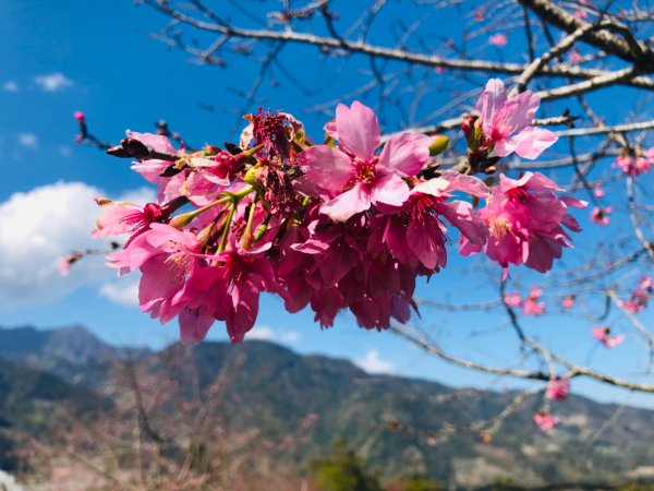 1090206草坪頭賞花