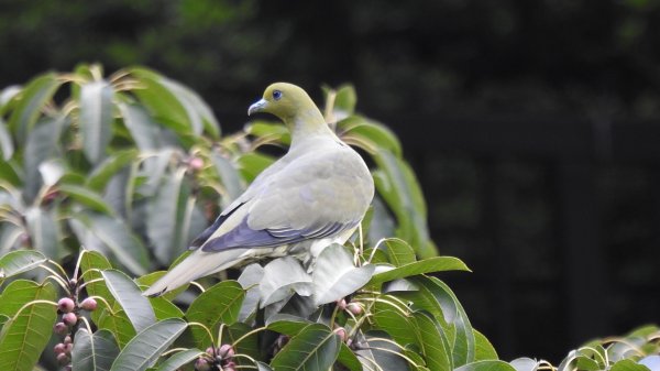 陽明山趴趴走 #琉璃光雲海 ，首拍 #綠鳩 4/272770743