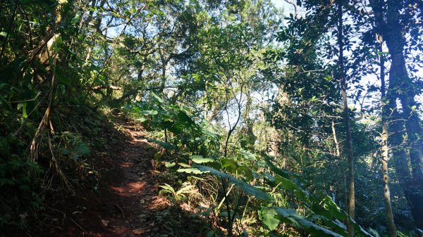 打鐵寮 草嶺山 石龜坑山 白石山連走1285589