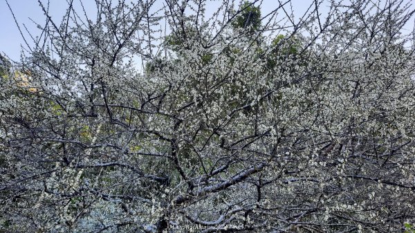 《台中》落雨松季｜石岡挑物古道O繞下情人木橋202501122687611