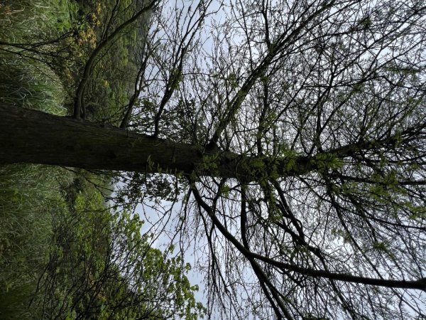 台北大縱走第三段風櫃嘴到小油坑2754493