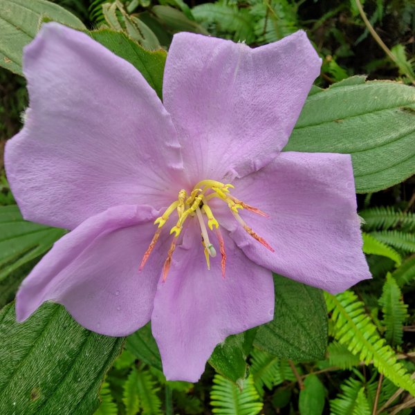 我家的後花園1716822